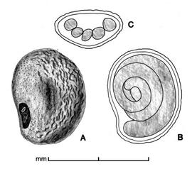    Cuscuta australis   A, seed; B, longitudinal section of seed showing embryo; C, transection of seed; drawing by Lynda E. Chandler 