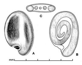    Cuscuta monogyna    Vahl. A, seed; B, longitudinal section of seed showing embryo; C, transection of seed; drawing by Lynda E. Chandler 