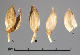  A, spikelet in ventral view showing lower glume and sterile lemma; B, spikelet in dorsal view showing upper glume; C, floret in ventral view showing palea and margins of lemma; D, floret in dorsal view showing lemma 