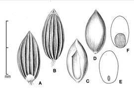  A, spikelet in ventral view; B, spikelet in dorsal view; C, floret in ventral view; D, floret in dorsal view; E, caryopsis in ventral view; F, caryopsis in dorsal view; drawing by Lynda E. Chandler 