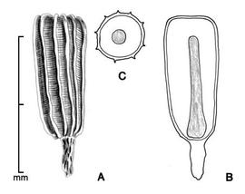  A, seed; B, longitudinal section of seed showing embryo; C, transection of seed; drawing by Lynda E. Chandler 