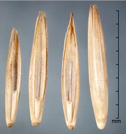  florets in ventral view (left) and dorsal view (far right) 