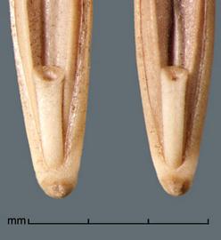  floret bases showing sinus and rachilla segments 