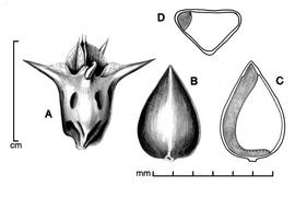  A, fruit with persistent floral parts; B, fruit with floral parts removed; C, longitudinal section of fruit showing embryo; D, transection of fruit; drawing by Lynda E. Chandler 