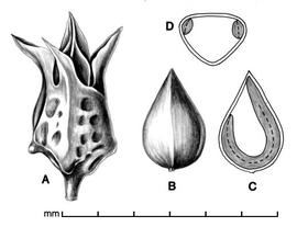  A, fruit with persistent floral parts; B, fruit with floral parts removed; C, longitudinal section of fruit showing embryo; D, transection of fruit; drawing by Lynda E. Chandler 