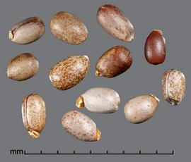  seeds 