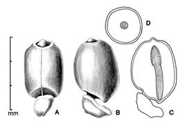  A–B, seed in two views; C, embryo in situ; D, transection of seed; drawing by Lynda E. Chandler 