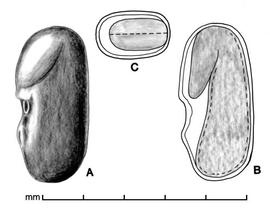  A, seed; B, longitudinal section of seed showing embryo; C, transection of seed; drawing by Lynda E. Chandler 