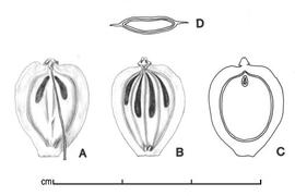  A, ventral face of mericarp; B, dorsal face of mericarp; C, longitudinal section of mericarp showing embryo; D, transverse section of schizocarp; drawing by Lynda E. Chandler 