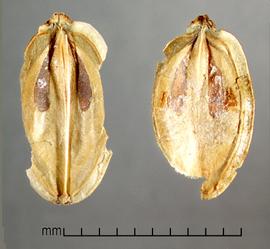  commissures (ventral faces) of mericarps (with parts broken off) 