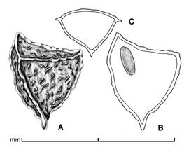    Moraea miniata   A, seed; B, longitudinal section of seed showing embryo; C, transection of seed; drawing by Lynda E. Chandler 