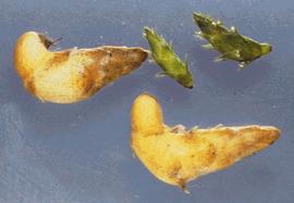  tubers and turions; photo: John Clayton © National Institute of Water & Atmospheric Research, New Zealand (NIWA) 