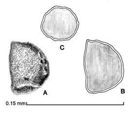  A, seed; B, longitudinal section of seed; C, transverse section of seed; drawing by Lynda E. Chandler 