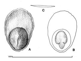  A, seed; B, longitudinal section of seed showing embryo in situ; C, transection of seed; drawing by Lynda E. Chandler 
   