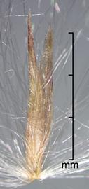  spikelets 