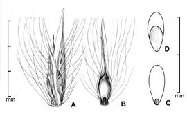  A, spikelet; B, spikelet with bracts removed to show caryopsis; C, caryopsis in ventral view; D, caryopsis in dorsal view; drawing by Lynda E. Chandler 