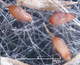  caryopses in side view (upper left), dorsal view (upper right), and ventral view (lower right); photo by Mark Thurmond 