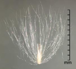  spikelet 