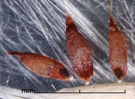  caryopses in ventral view (left and right) and dorsal view (middle); photo by Mark Thurmond 