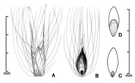  A, spikelet; B, spikelet with bracts removed to show caryopsis; C, caryopsis in dorsal view; D, caryopsis in ventral view;drawing by Lynda E. Chandler 