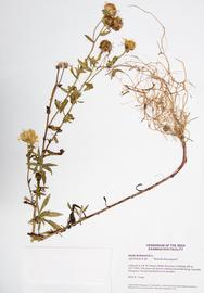  herbarium specimen of plant 