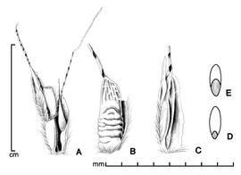  A, portion of inflorescence; B–C, spikelet in two views; D, caryopsis in dorsal view; E, caryopsis in ventral view; drawing by Lynda E. Chandler 