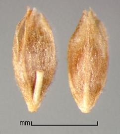  floret in ventral view (left) and dorsal view (right) 