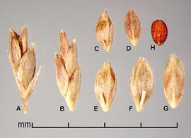  A–B, spikelets; A, with glumes; B, without glumes; C–G, florets; C,E,F, ventral view showing palea and rachilla; D,G, dorsal view showing lemma; H, caryopsis 