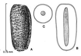  A, seed; B, longitudinal section of seed showing embryo; C, transection of seed; drawing by Lynda E. Chandler 