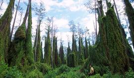  fern overtaking cypress trees in southern Florida; photo: Peggy Greb, USDA ARS, Bugwood.org 