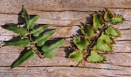  sterile leaflets (top side, left) and fertile leaflets (underside); photo: Peggy Greb, USDA ARS, Bugwood.org 