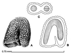  A, seed; B, longitudinal section of seed showing embryo; C, transection of seed drawing by Lynda E. Chandler 