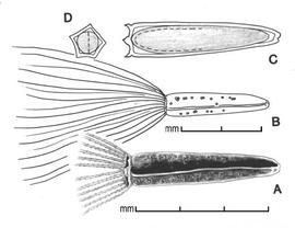  A, achene; B, achene outline showing entire pappus; C, longitudinal section showing embryo; D, transection of achene; drawing by Lynda E. Chandler 