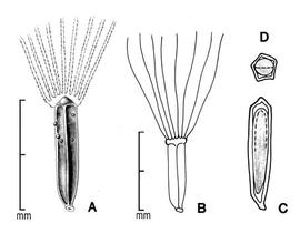  A, achene; B, achene outline showing entire pappus; C, longitudinal section showing embryo; D, transection of achene; drawing by Lynda E. Chandler 