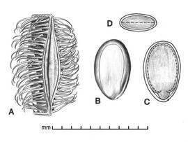  A, one-seeded fruit segment; B, seed; C, longitudinal section of seed showing embryo; D, transection of seed; drawing by Lynda E. Chandler 