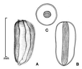  A, seed; B, longitudinal section of seed showing embryo; C, transection of seed; drawing by Lynda E. Chandler 