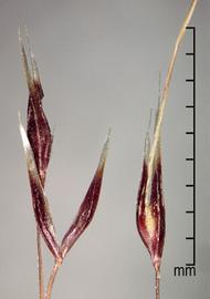  spikelets 