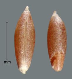  two marginal views showing hilum and embryo 