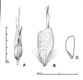  A, spikelet; B, floret; C, caryopsis in side view; drawing by Lynda E. Chandler 