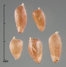  caryopses in side view 