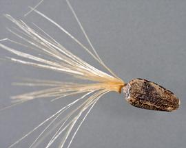  achene with detached pappus, hairs of pappus have been broken and were originally longer 