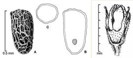    Phelipanche aegyptiaca    A, seed; B, longitudinal section of seed showing embryo; C, transection of seed; fruit (far right); drawings by Lynda E. Chandler (seed, left) and Regina O. Hughes (fruit, right) 