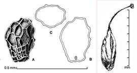    Orobanche cernua   A, seed; B, longitudinal section of seed showing embryo; C, transection of seed; fruit (far right); drawings by Lynda E. Chandler (seed, left) and Regina O. Hughes (fruit, right) 