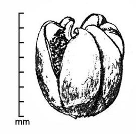     Phelipanche ramosa    fruit; drawing by Regina O. Hughes 