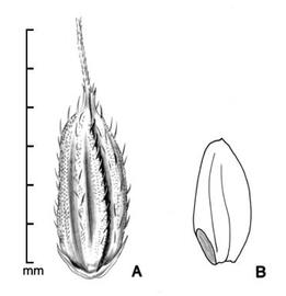  A, fertile floret with 2 attached sterile lemmas; B, caryopsis in side view showing embryo; drawing by Lynda E. Chandler 