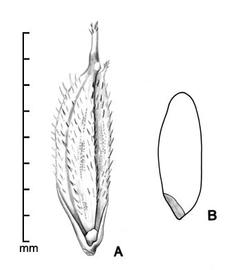  A, fertile floret with 2 attached sterile lemmas; B, caryopsis in side view showing embryo; drawing by Lynda E. Chandler 