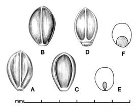  A, spikelet in ventral view; B, spikelet in dorsal view; C, floret in ventral view; D, floret in dorsal view; E, caryopsis in ventral view; F, caryopsis in dorsal view; drawing by Lynda E. Chandler 