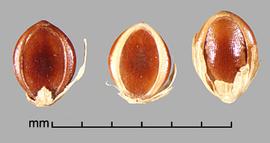  ventral view of florets showing palea and margins of lemma, as well as remnants of the papery sterile lemma and upper glume 