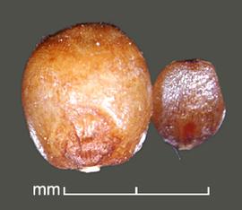  caryopses in dorsal view (left) and ventral view (right); photo by Mark Thurmond 