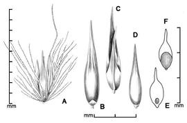  A, spikelet cluster in fascicle; B, spikelet showing lower glume and sterile lemma; C, spikelet showing upper glume and fertile lemma; D, floret; E, caryopsis in ventral view; F, caryopsis in dorsal view; drawing by Lynda E. Chandler 